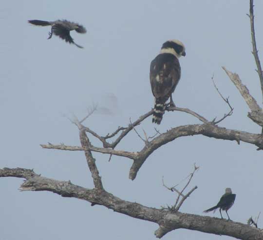 Tropical Mockingbirds mobbing Laughing Falcon