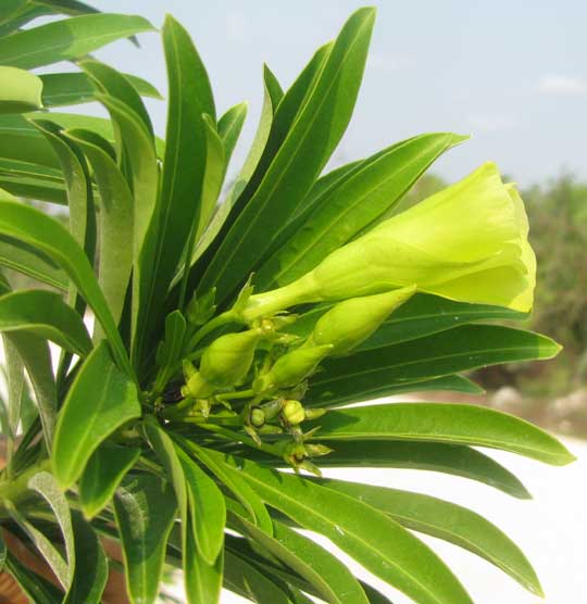 Yellow-Oleander, THEVETIA GAUMERI, flower