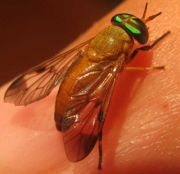 Yellow Fly, DIACHLORUS FERRUGATUS