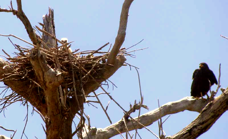 Common Black Hawk, BUTEOGALLUS ANTHRACINUS, nest and nestling