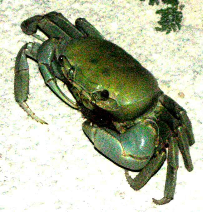 Blue Land Crab, CARDISOMA GUANHUMI