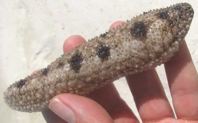 Brown-spotted Sea-Cucumber, HOLOTHURIA IMPATIENS