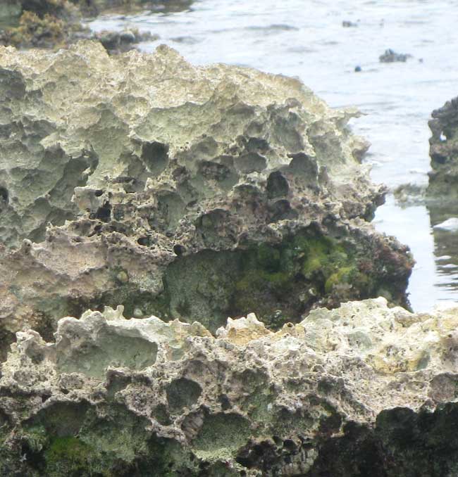 alveolization of limestone by water at beach edge