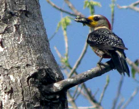 Yucatan Woodpecker, CENTURUS PYGMAEUS