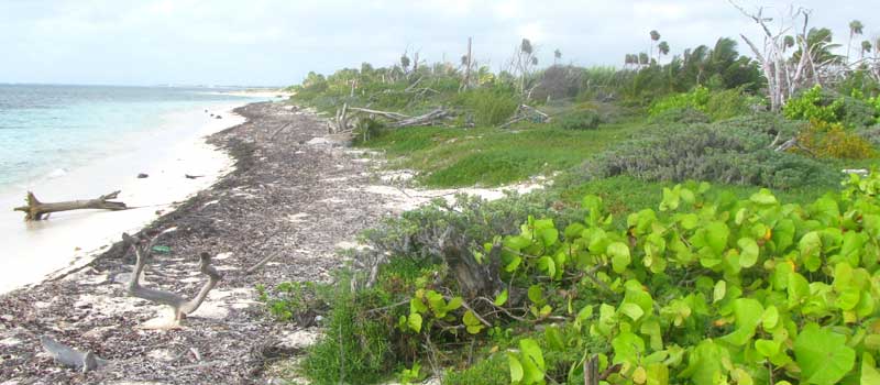Coastal Strand Vegetation in the Yucatan, Mexico