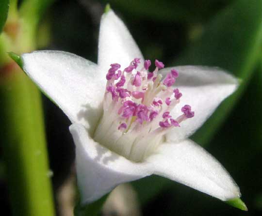 flower of Sea or Shoreline Purslane, SESUVIUM PORTULACASTRUM