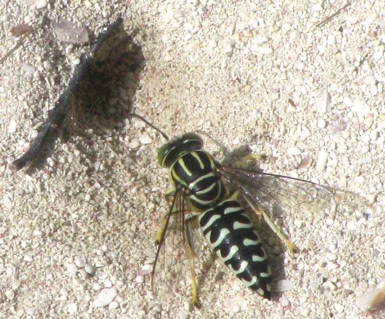 Sand wasp, a member of the Bembicini tribe of crabronid wasps