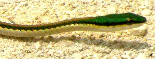 Bronze-backed Parrot Snake, LEPTOPHIS MEXICANUS, front part
