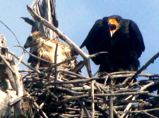 Common Black Hawk, BUTEOGALLUS ANTHRACINUS, nestling and parent at nest