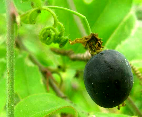 Corky-stemmed Passionflower, PASSIFLORA SUBEROSA, mature fruit