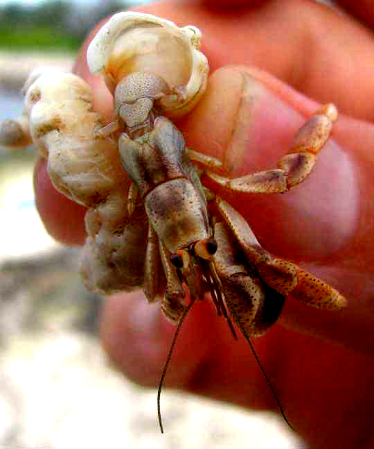 Caribbean Hermit Crab, COENOBITA CLYPEATUS, mostly outside its shell
