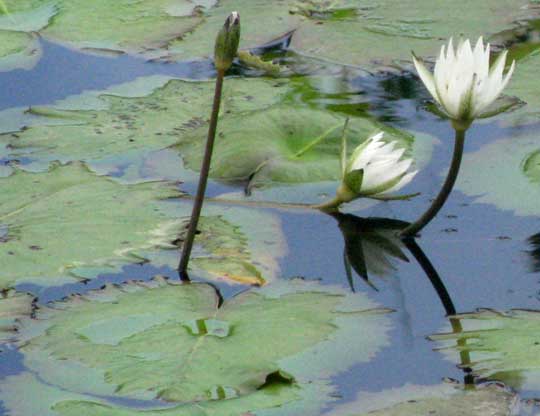 Dotleaf Waterlily, White Water Lily or White Lotus, NYMPHAEA AMPLA, flowers