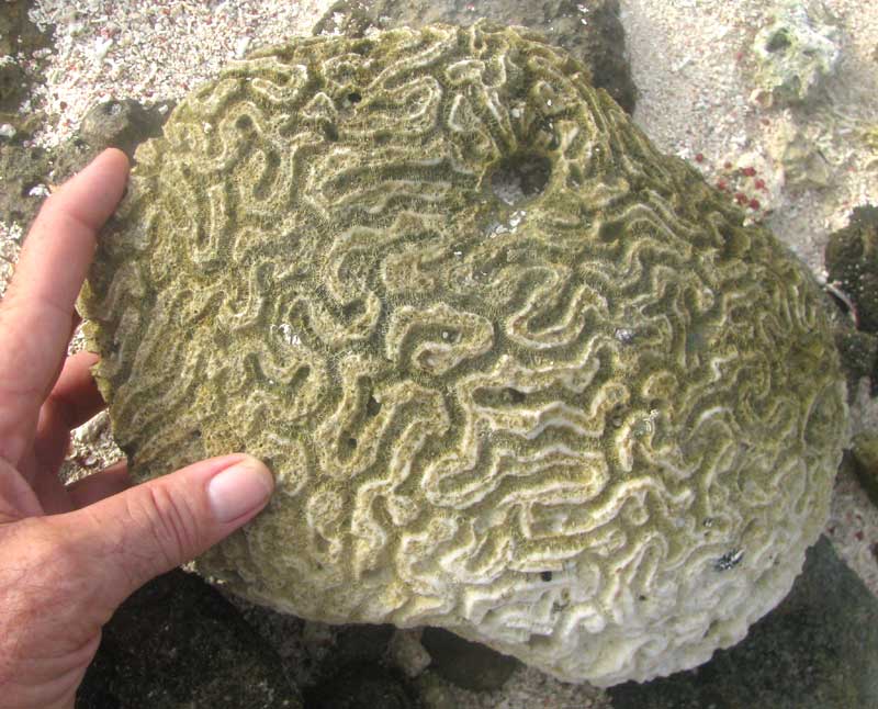 dead brain coral on beach