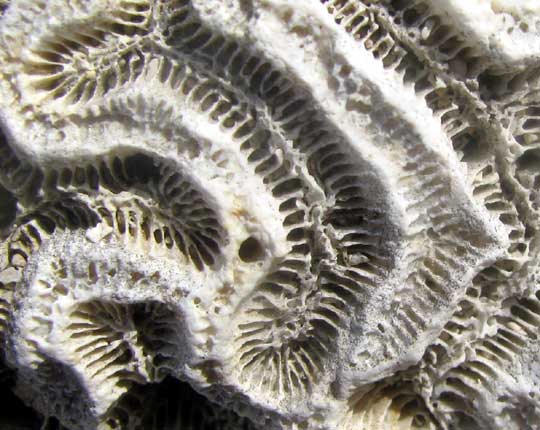 Close-up of eroded brain coral washed up on beach