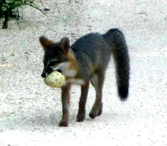 NONI-EATING FOX