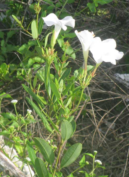 Mangrove Vine, Rubber Vine or Mangrove Rubber Vine, RHABDADENIA BIFLORA, flowers