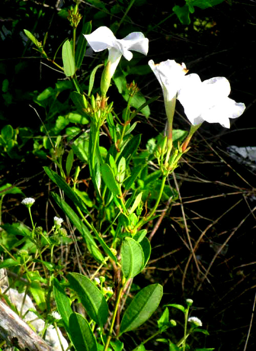 Mangrove Vine, Rubber Vine or Mangrove Rubber Vine, RHABDADENIA BIFLORA, flowers