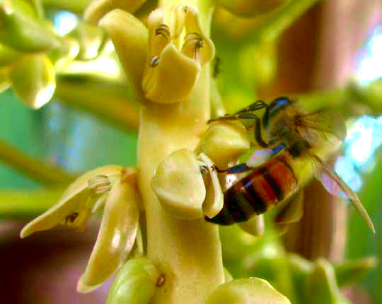 honeybee, Apis mellifera, entering Coconut Palm flower
