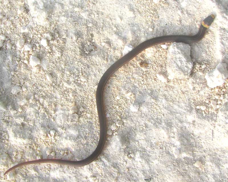 Mayan Black-headed Centipede-eater, TANTILLA CUNICULATOR