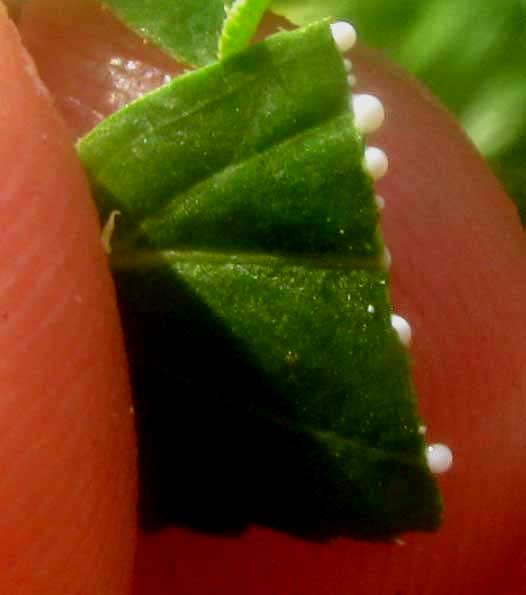 Leafy Spurge, EUPHORBIA HYSSOPIFOLIA, broken leaf exuding white latex