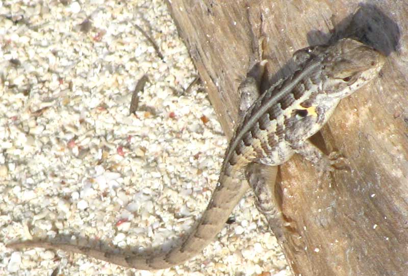 Cozumel Spiny Lizard, SCELOPORUS COZUMELAE