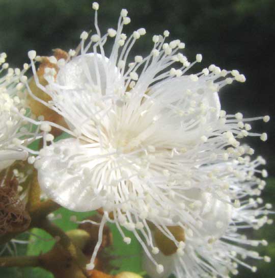 flower close-up of Spicewood, or Pale Lidflower, CALYPTRANTHES PALLENS
