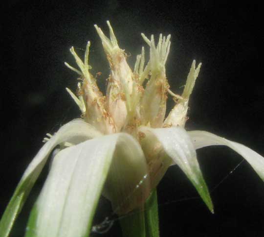 White Star-Sedge, RHYNCHOSPORA COLORATA, flowers