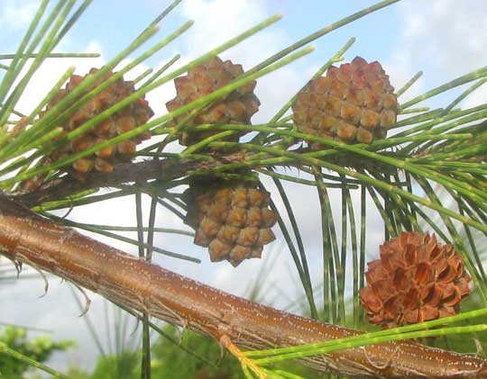 Australian Pine, CASUARINA EQUISETIFOLIA, cones