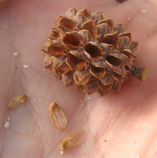 Australian Pine, CASUARINA EQUISETIFOLIA, cone & seeds