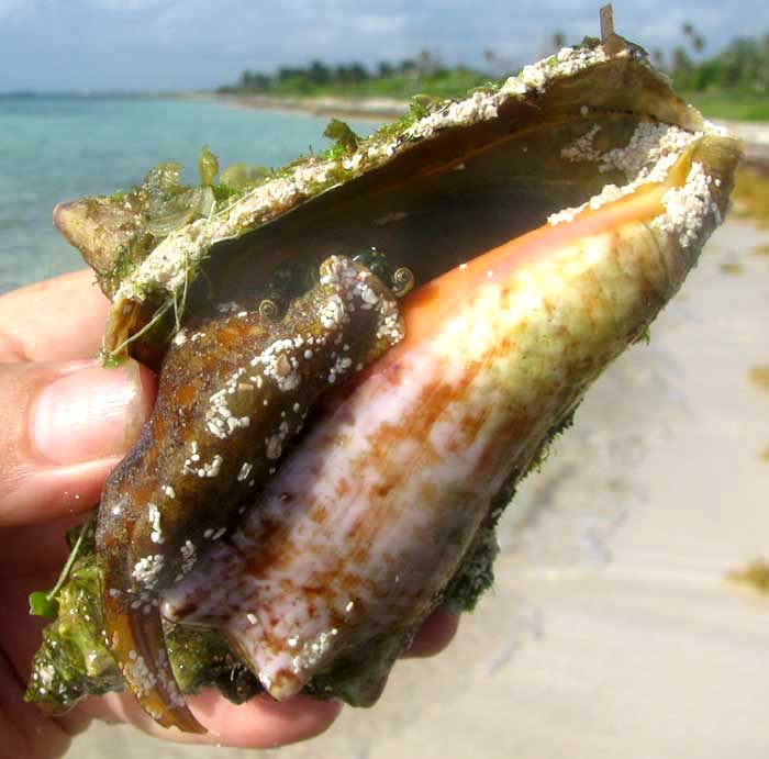 Queen Conch, STROMBUS GIGAS, young partly extended