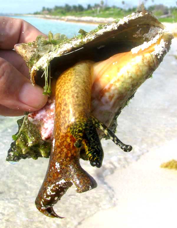Queen Conch, STROMBUS GIGAS, young , body fully extended