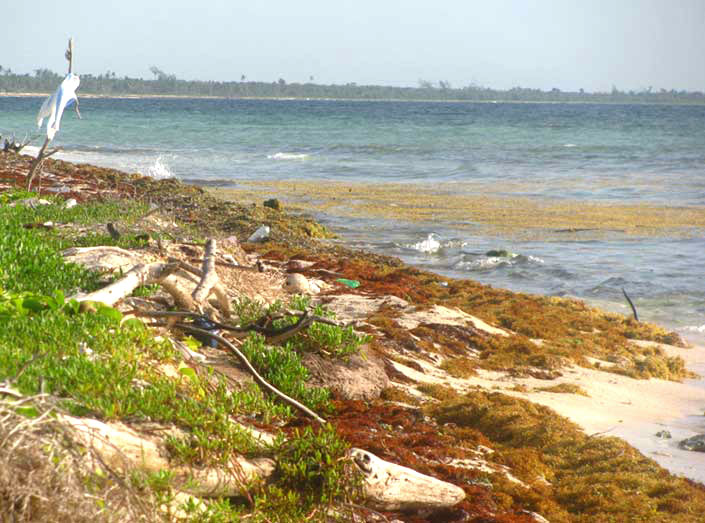 Sargasso, SARGASSUM FLUITANS, accumulating on beach in the Yucatan