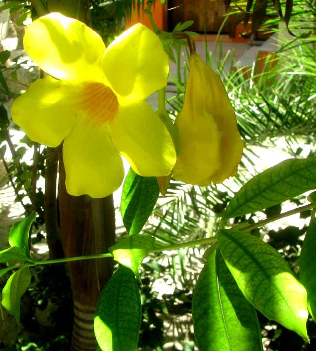Golden Trumpet vine, ALLAMANDA CATHARTICA, flowers & leaves