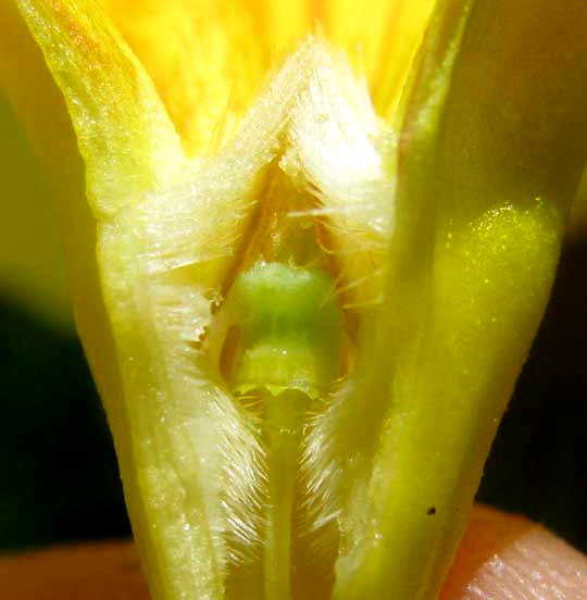 Golden Trumpet vine, ALLAMANDA CATHARTICA, longitudinal cross section shown anthers and stigma head