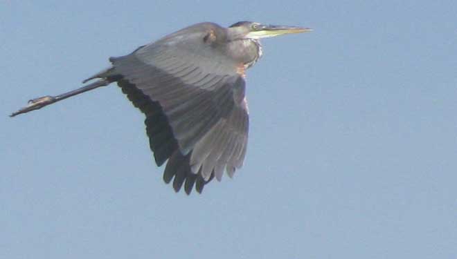 Great Blue Heron, ARDEA HERODIAS, flying