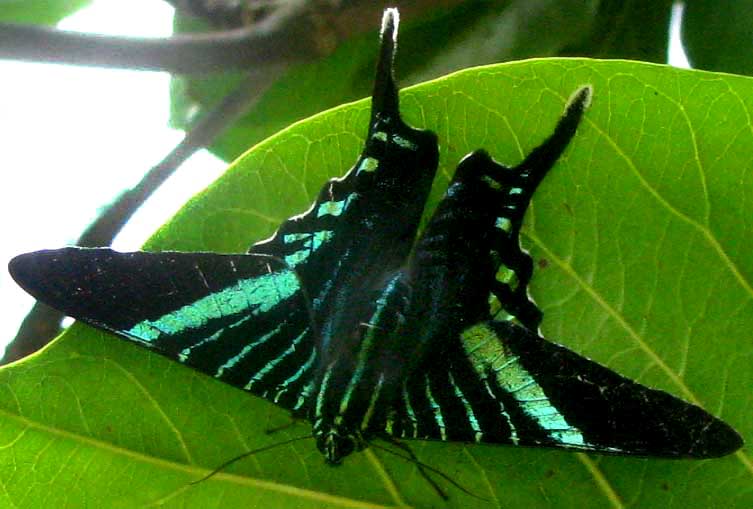 Sunset Moth, URANIA FULGENS
