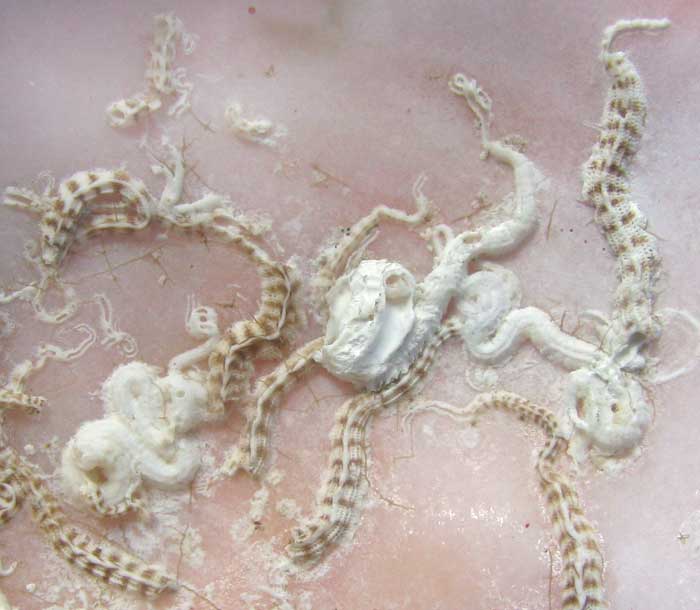 worm tubes (Serpulidae family) on oyster shell