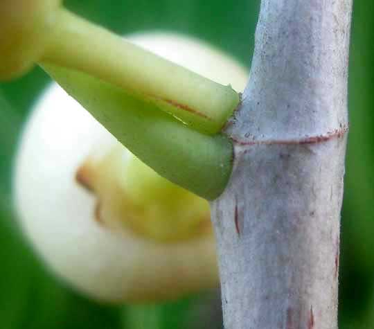 stipular ring on fig tree stem, Ficus crassinervia