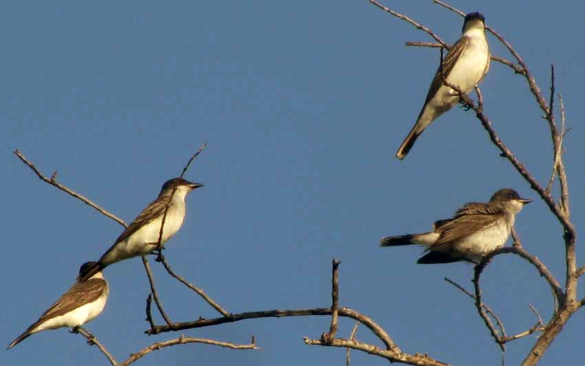 Eastern Kingbird, TYRANNUS TYRANNUS