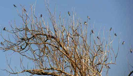 Eastern Kingbirds, TYRANNUS TYRANNUS, during migration in the Yucatan