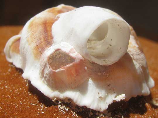 Worm Snail shell, EUALETES TULIPA