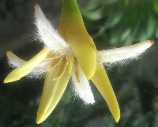 Red Mangrove, RHIZOPHORA MANGLE, flower