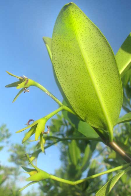 Red Mangrove, RHIZOPHORA MANGLE, leaves and flowers