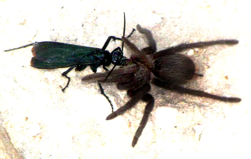 Tarantula Hawk Wasp (cf. Pepsis) tugging on tarantula, Brachypelma vagans