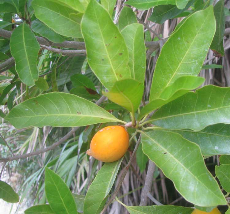 Canistel, POUTERIA CAMPECHIANA, fruit