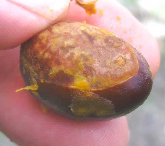 Canistel, POUTERIA CAMPECHIANA, seed