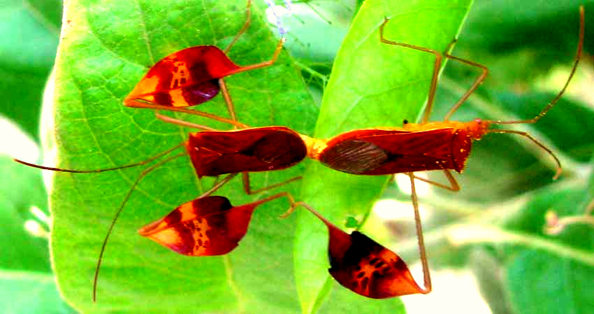 Affinis Leaf-footed Bug, ANISOSCELIS AFFINIS