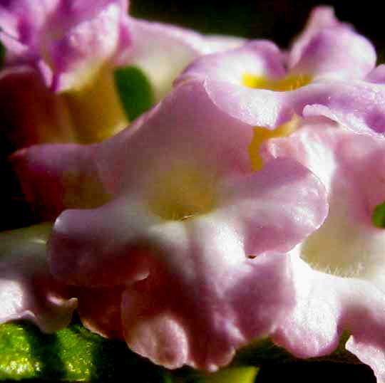 Wild Sage, LANTANA INVOLUCRATA, flower close-up