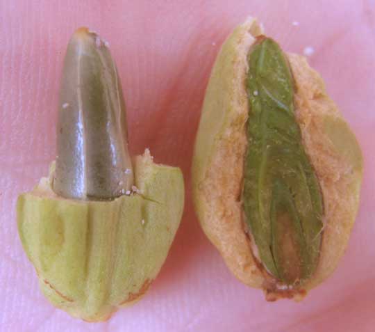 White Mangrove, LAGUNCULARIA RACEMOSA, fruit opened to show developing future sprout