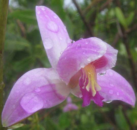 Purple Bletia, BLETIA PURPUREA, flower